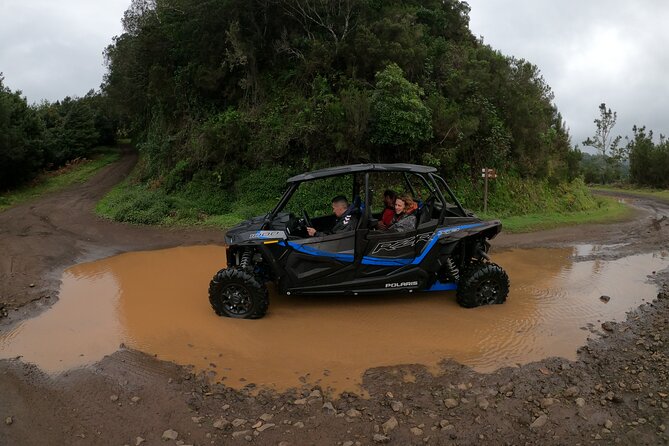 Madeira Private Buggy Adventure: Forest and Mountains - Laurissilva Forest stop: why this “green” hour feels special
