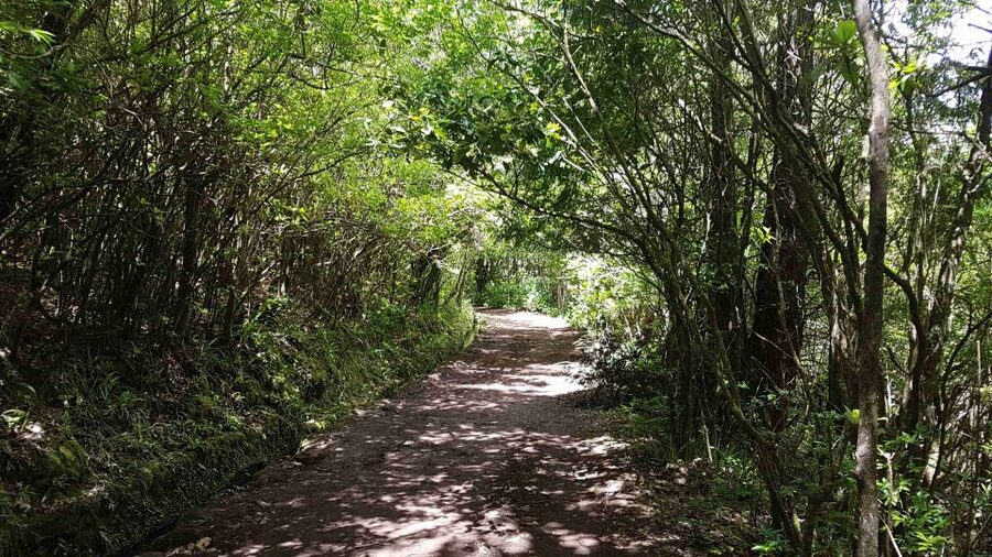 Madeira: Private Guided Levada Caldeirão Verde Walk PR9 - Should You Book the Private Levada Caldeirão Verde Walk PR9?