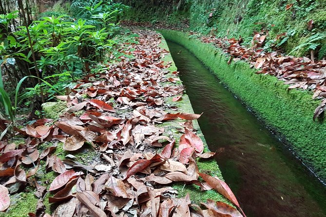 Madeira: Private Guided Levada dos Tornos Boaventura Hike - Terrain reality: steep sides, rough patches, and no-hand-rail moments