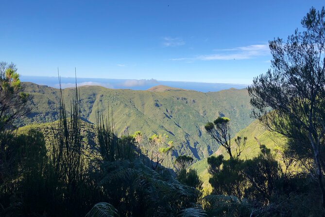 Madeira: Private Guided Walk Vereda Fanal PR13 - Paul da Serra PR13: the kind of Madeira walk that feels like it has a pulse