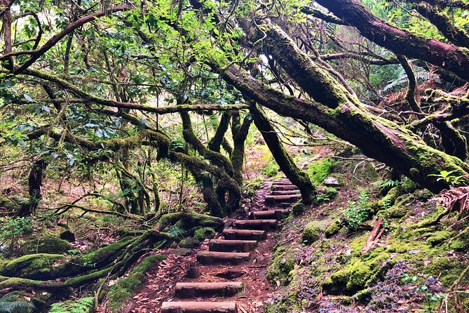 Madeira: Private Guided Walk Vereda Fanal PR13 - How the Ribeira da Janela views fit into the hike