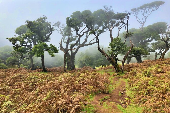 Madeira: Private Guided Walk Vereda Fanal PR13 - What the route feels like on your legs: climbs, descents, and steady effort