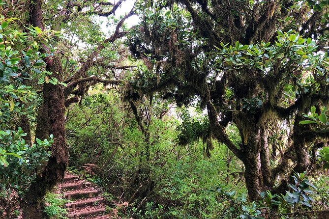Madeira: Private Guided Walk Vereda Fanal PR13 - Weather rules and what to pack for a Madeira nature day