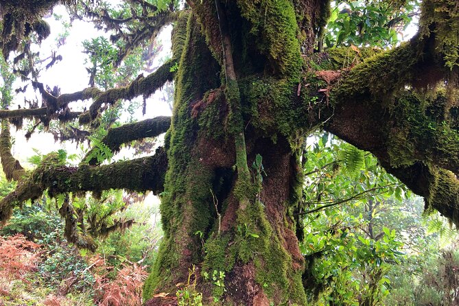 Madeira: Private Guided Walk Vereda Fanal PR13 - Value: why $104.11 can make sense for a private nature day