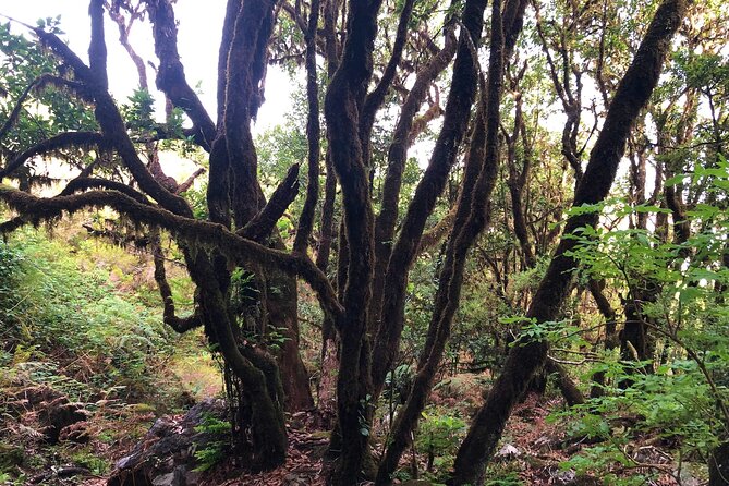Madeira: Private Guided Walk Vereda Fanal PR13 - When to book—and when to rethink it