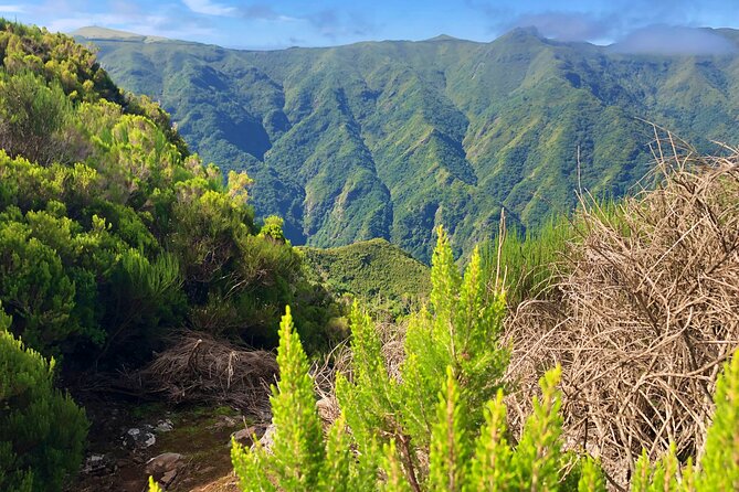 Madeira: Private Guided Walk Vereda Fanal PR13 - Should you book the Private Guided Walk Vereda Fanal PR13?
