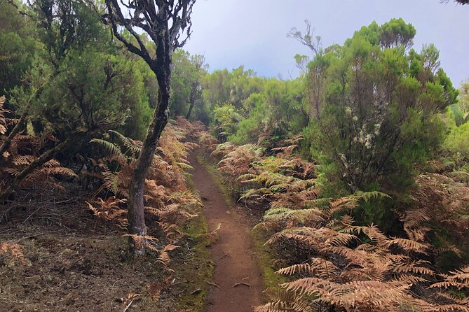 Madeira: Private Guided Walk Vereda Fanal PR13 - The private guide makes the day, especially with Richard
