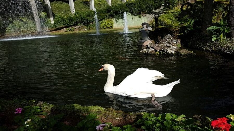 Madeira: Private Half-Day Guided Gardens Tour - A Half-Day Garden Route That Feels Like a Real Plan
