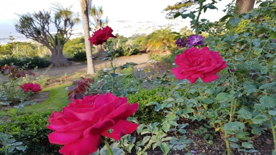 Madeira: Private Half-Day Guided Gardens Tour - Who This Garden Tour Fits Best (And Who Should Rethink It)