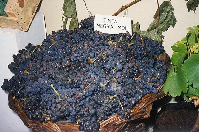 Madeira: Private Half-Day Wine Tasting Tour - Who this tour is best for