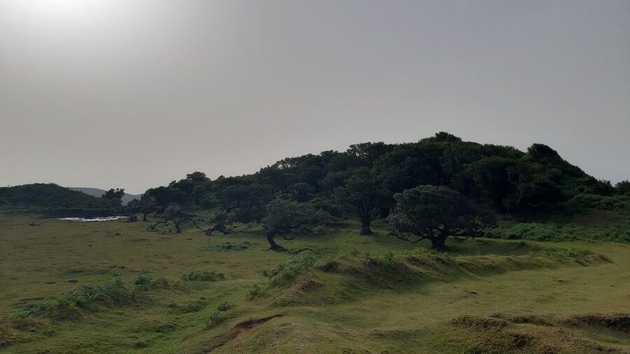 Madeira: Private Tour of Fanal Forest - Key highlights at a glance