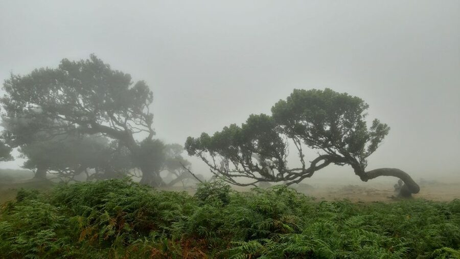 Madeira: Private Tour of Fanal Forest - Why the Fanal Forest feels different from other Madeira walks