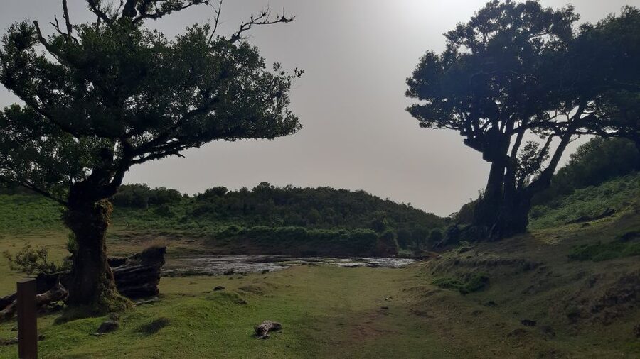 Madeira: Private Tour of Fanal Forest - Entering Laurisilva: the Tis Trees stop you’ll remember