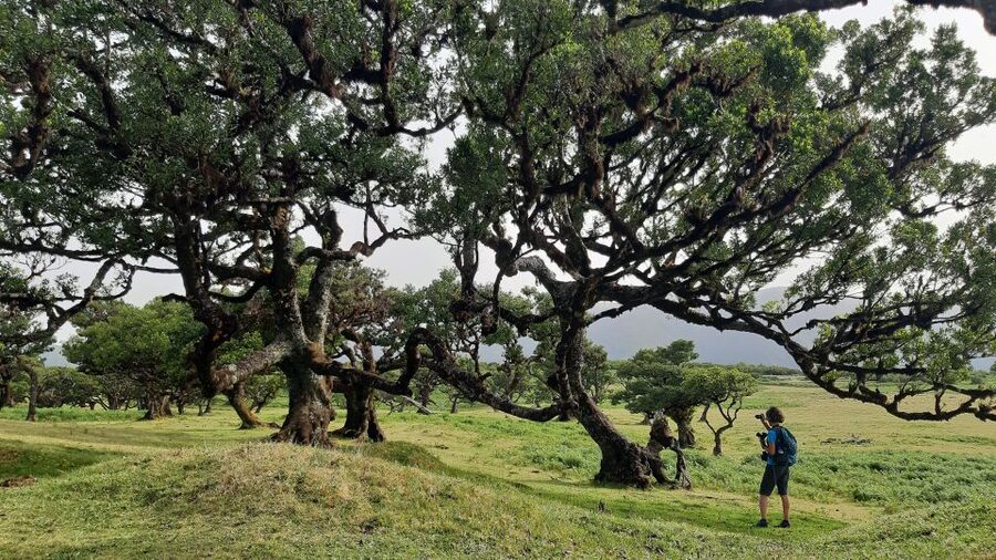 Madeira: Private Tour of Fanal Forest - UNESCO Laurisilva: what the UNESCO label means on the ground