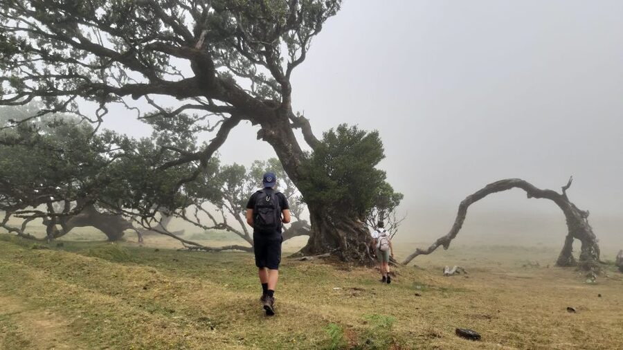 Madeira: Private Tour of Fanal Forest - The rainy-season crater lake near Fanal park