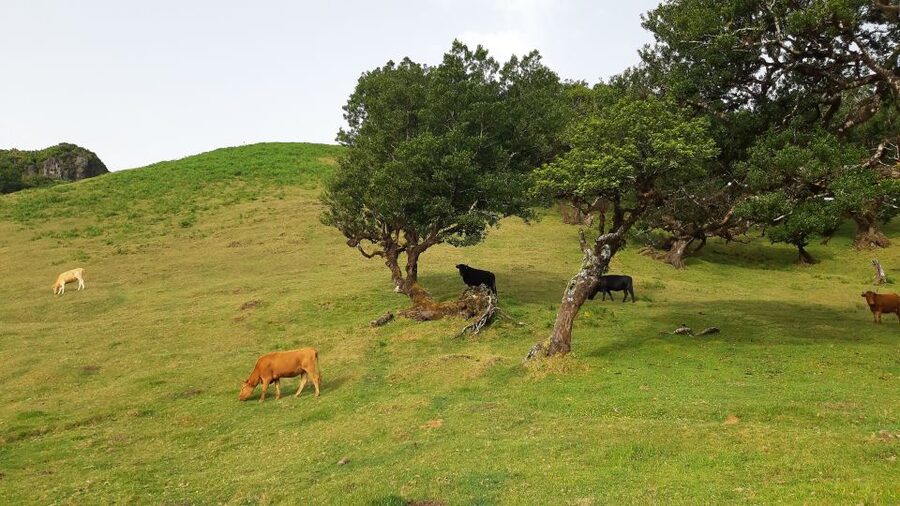 Madeira: Private Tour of Fanal Forest - Transportation, timing, and that calm private pace