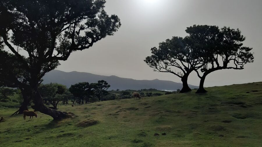 Madeira: Private Tour of Fanal Forest - What’s included (and what you’ll need to handle yourself)