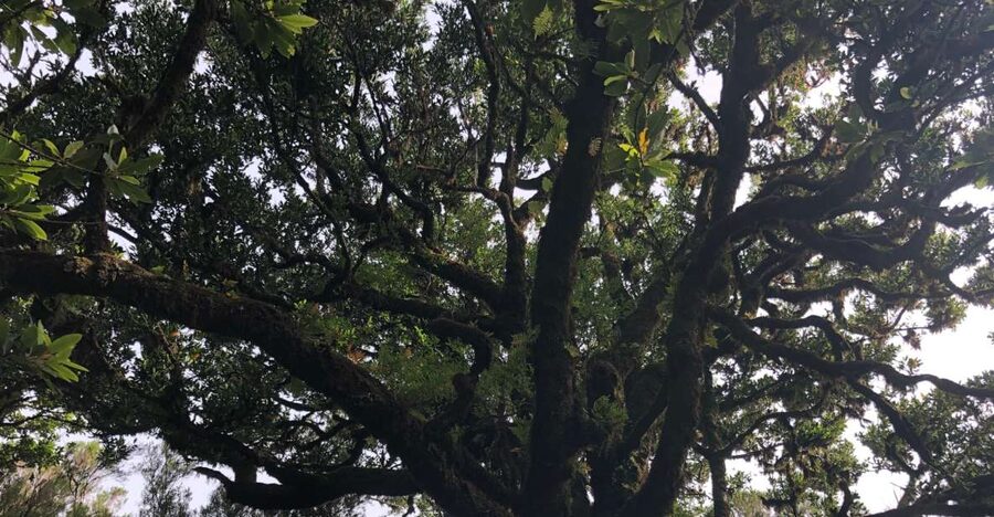 Madeira: Private Tour of Fanal Forest - What to pack for the Fanal Forest (so you don’t regret it later)