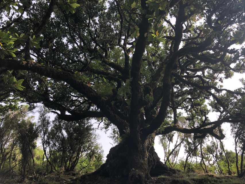 Madeira: Private Tour of Fanal Forest - The 4-hour private format: what it’s like from pickup to drop-off