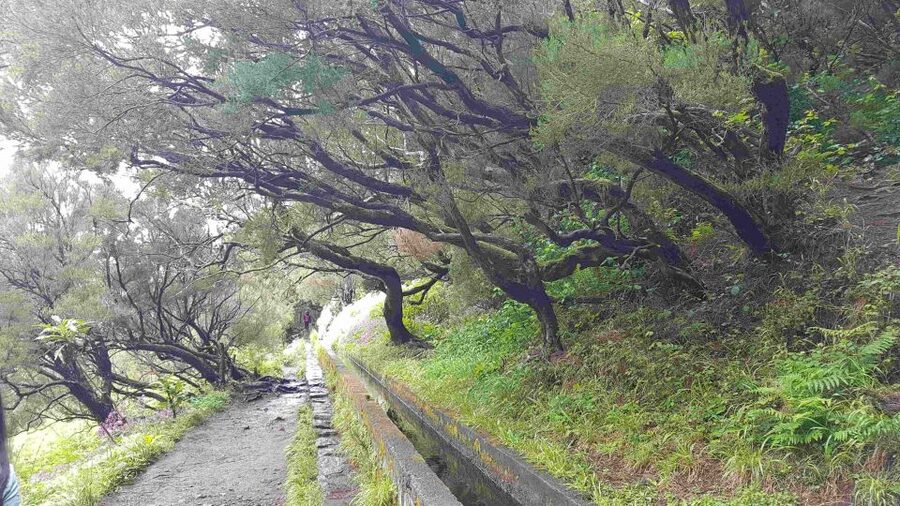 Madeira: Private Walking Tour of Levada das 25 Fontes PR6 - Timing, Fitness, and Altitude: What “Moderate” Really Means Here