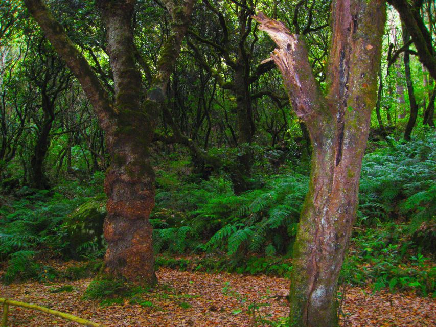 Madeira: Queimadas, Caldeirão Verde and Levada Walk - Price and what you get for it: $50 for a full guided day