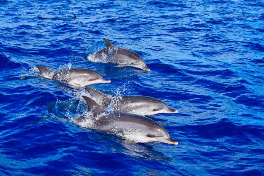 Madeira: Responsible Whales and/or Dolphins Watching Tour - Key highlights to know before you go
