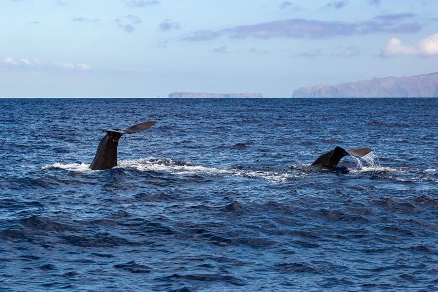 Madeira: Responsible Whales and/or Dolphins Watching Tour - Price and value: is $56 a fair deal?