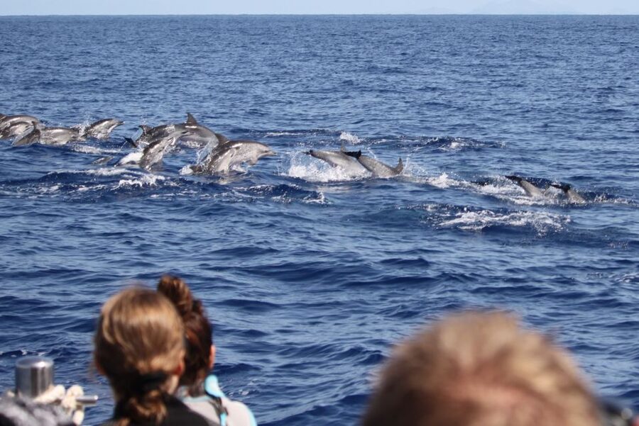 Madeira: Responsible Whales and/or Dolphins Watching Tour - Madeira whale and dolphin watching that’s actually science-first