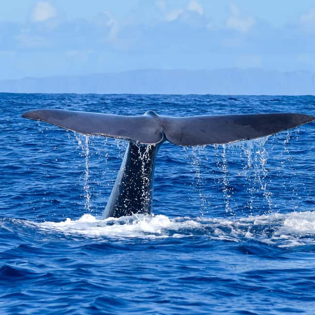 Madeira: Responsible Whales and/or Dolphins Watching Tour - Speedboat reality check: views, wind, and motion