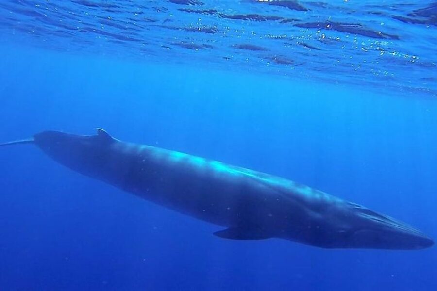 Madeira: Responsible Whales and/or Dolphins Watching Tour - How the responsible viewing works (and why it matters)