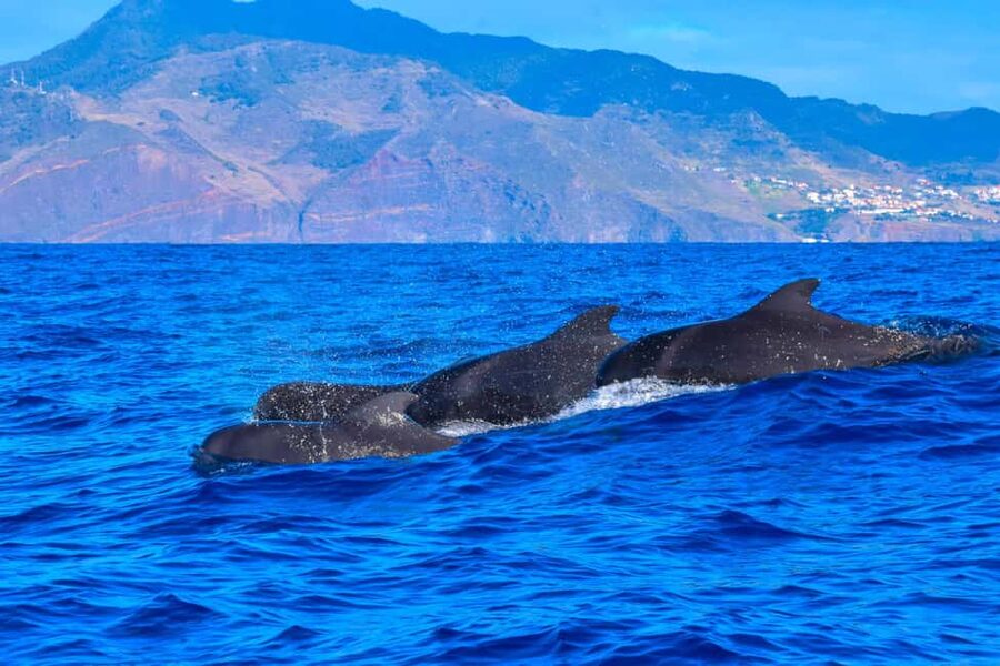 Madeira: Responsible Whales and/or Dolphins Watching Tour - The land spotters: why you get sightings more often than you think