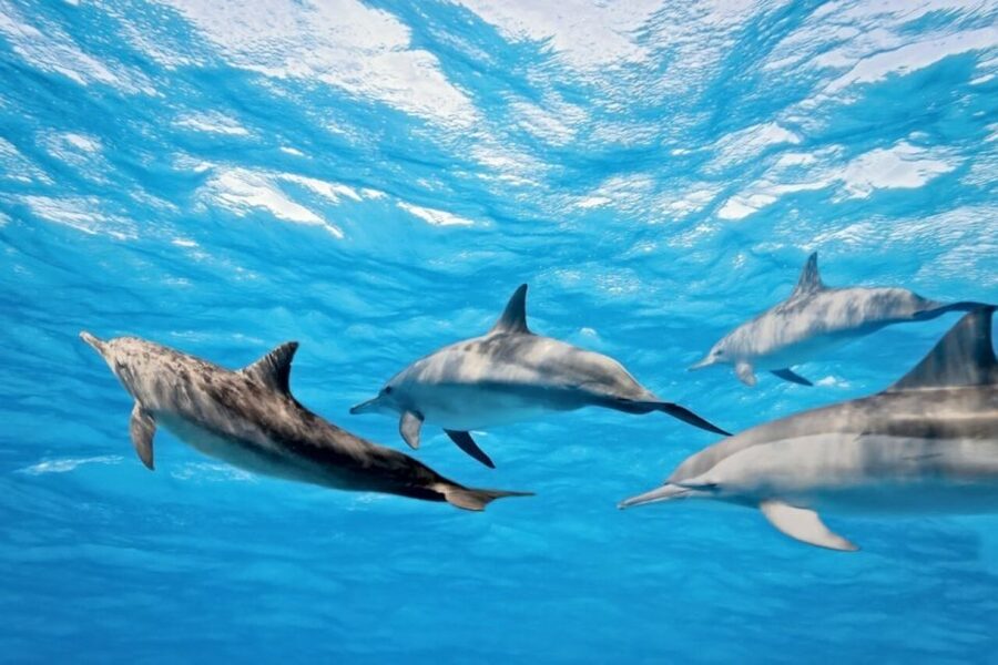 Madeira: Responsible Whales and/or Dolphins Watching Tour - What species you might see (and what each encounter feels like)