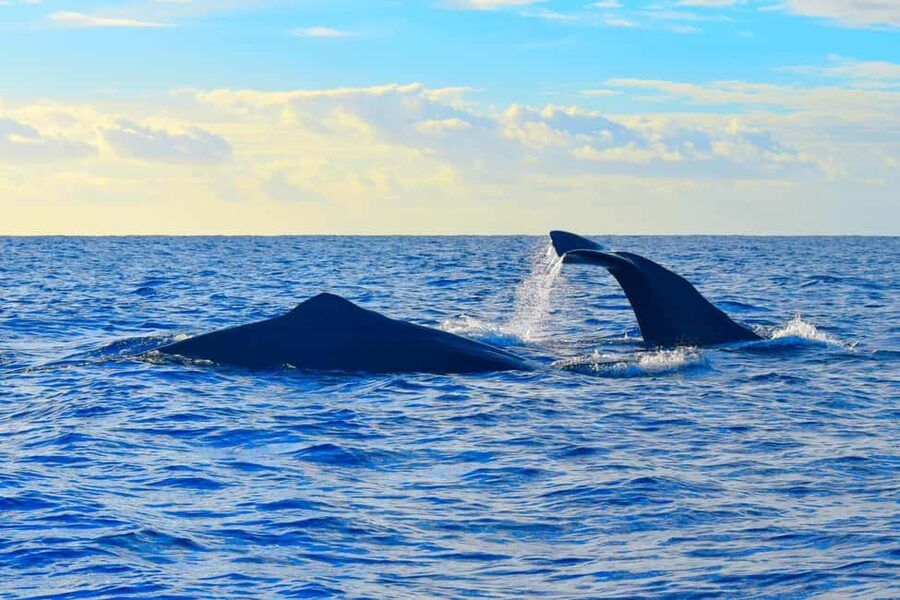 Madeira: Responsible Whales and/or Dolphins Watching Tour - Getting to Blue Safari Madeira: Funchal marina basics you can handle fast