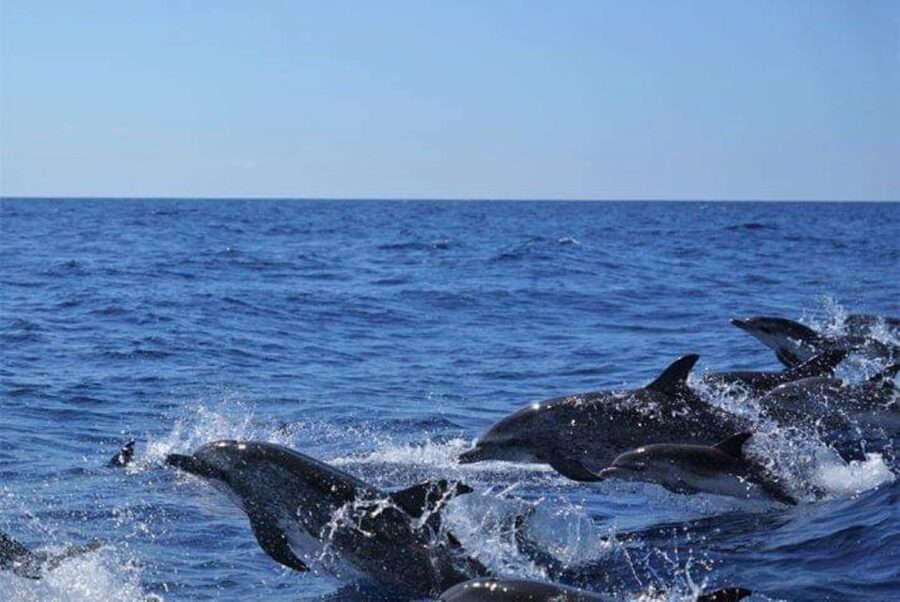 Madeira: Responsible Whales and/or Dolphins Watching Tour - Who this tour is perfect for