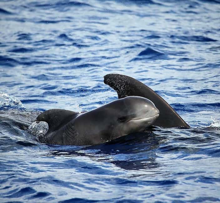 Madeira: Responsible Whales and/or Dolphins Watching Tour - The two-hour format: short enough for action, long enough for learning