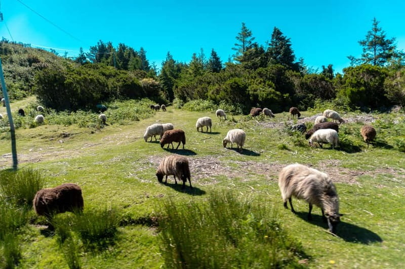 Madeira: Santana Jeep Safari and Referta Levada Walk - Key highlights worth your attention