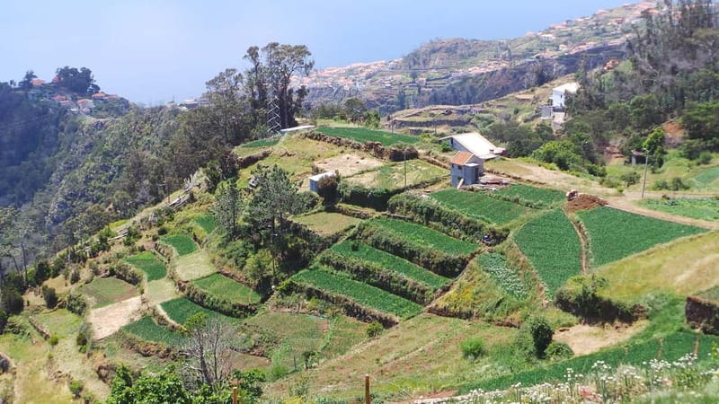 Madeira: Santana Jeep Safari and Referta Levada Walk - Santana’s triangular thatched houses: more than a photo stop