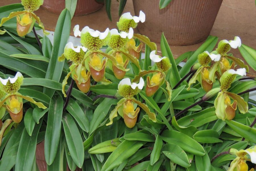 Madeira : Santo de Serra Local Farmers' Market half day trip - Small-group pacing: why it feels friendlier than big-tour day trips