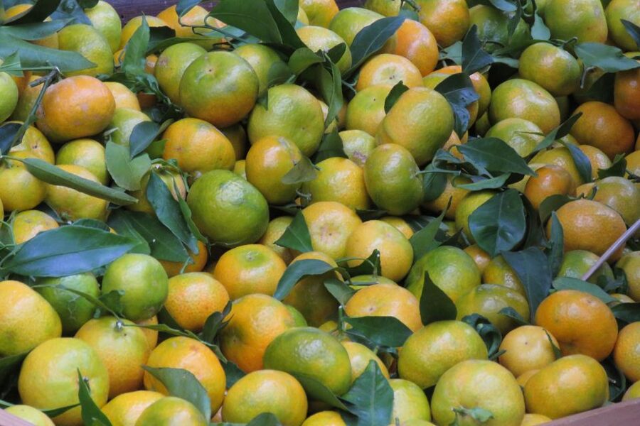Madeira : Santo de Serra Local Farmers' Market half day trip - Getting there from Funchal: pickup, duration, and why 3.5 hours is smart