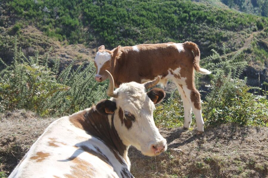 Madeira : Southwest coast, Run & Anjo´s Waterfall 4x4 Tour - Price Reality Check: Is $81 Good Value for 8 Hours?
