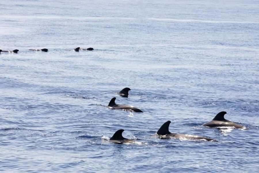 Madeira: Sunset Cruise With a Swim and Drink - Wildlife spotting: dolphins and whales without the pressure