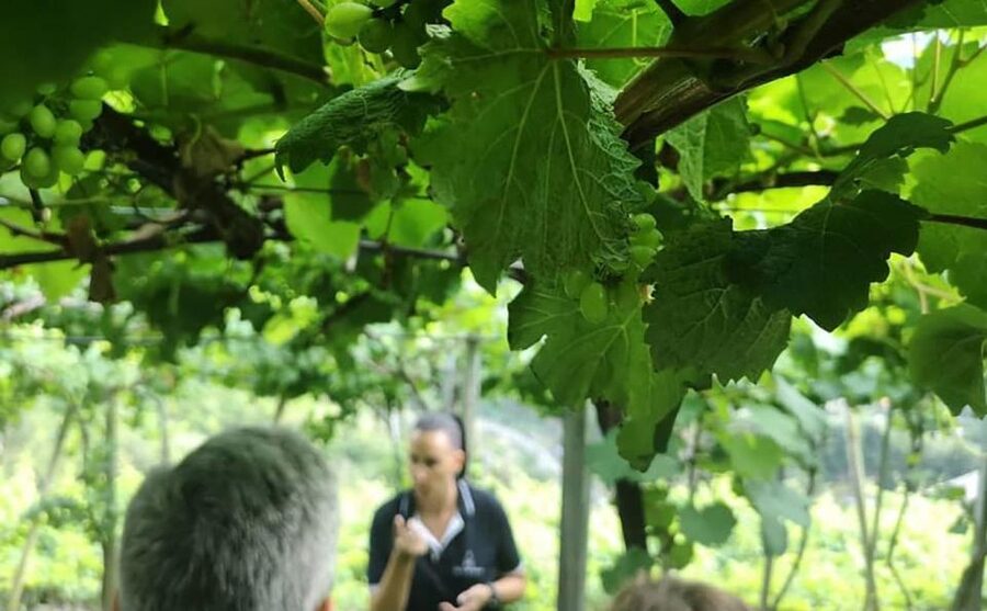Madeira: Vineyard Tour w/ Wine Tasting & Skywalk - How pickup and timing affect your day