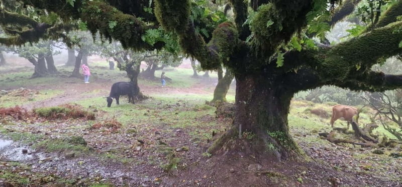 Madeira West Island Full-Day Tour with Fanal Forest - Ribeira Brava: queijadas, empenadas, and local flavors