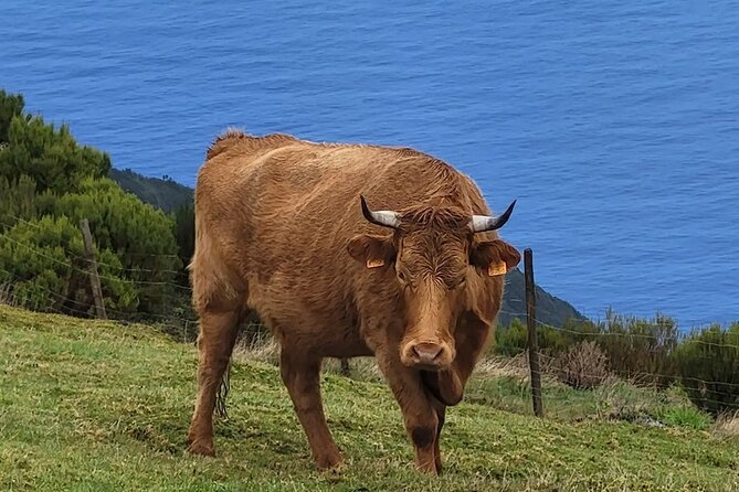 Madeira West side: Cabo Girão, Seixal & more – Full Day Tour - Ilhéus da Ribeira da Janela: wild coast photos with space