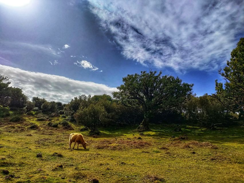 Madeira: Western Madeira Guided Trip & Fanal Mystic Forest - Why the West Side of Madeira makes sense on a guided loop