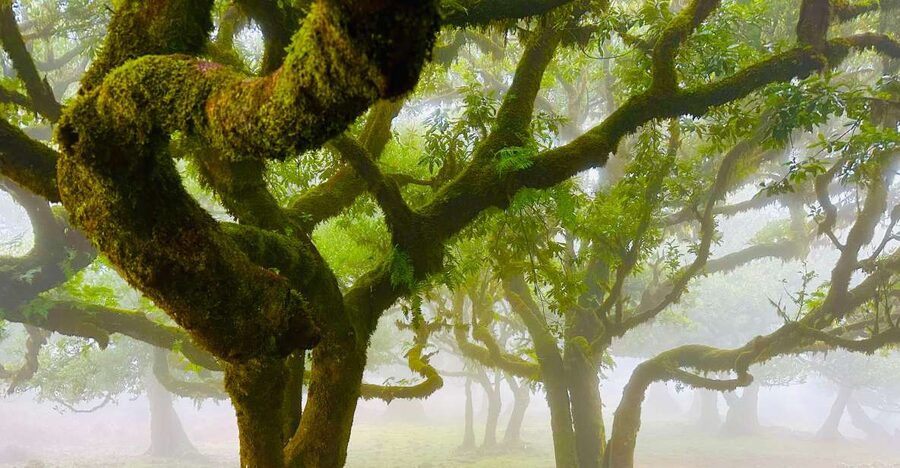 Madeira: Western Madeira Guided Trip & Fanal Mystic Forest - Câmara de Lobos and poncha: the easiest way to get your bearings