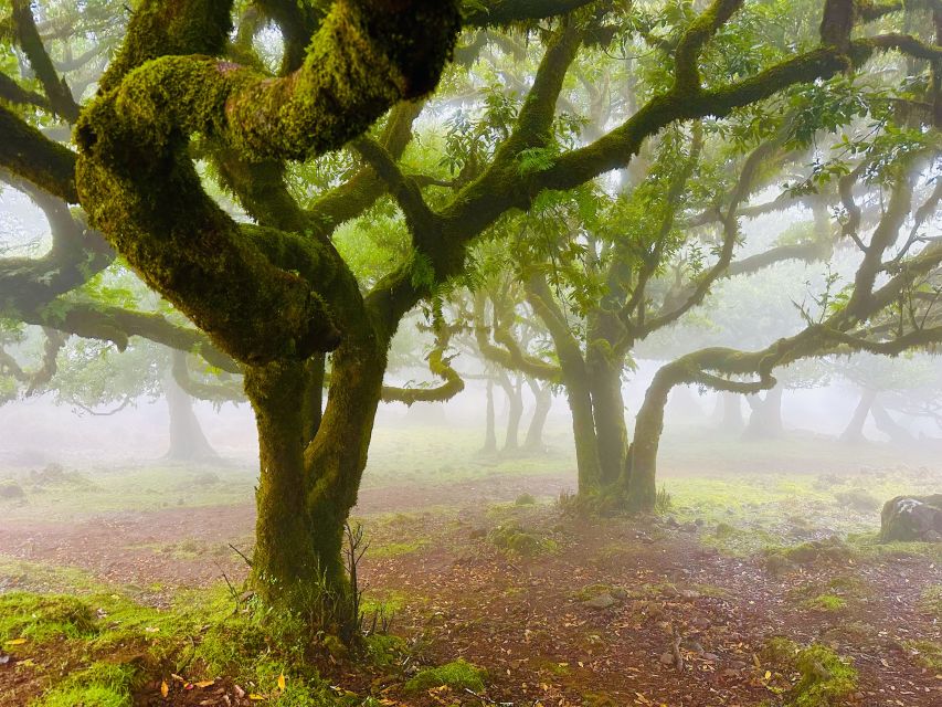 Madeira: Western Madeira Guided Trip & Fanal Mystic Forest - Guides make the day: the human difference on a packed route
