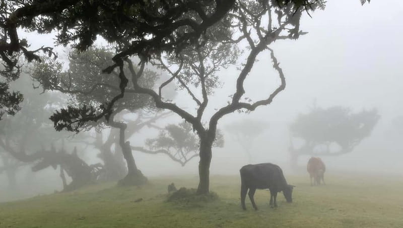 Madeira: Westside Achadas Cruz, Moniz, Seixal and Fanal - Why This Tour Works: West Madeira Without Guesswork