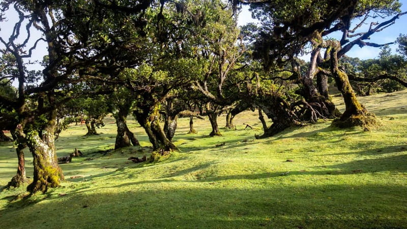Madeira: Westside Achadas Cruz, Moniz, Seixal and Fanal - Fanal Forest: Mist, Odd Trees, and Famous Cows