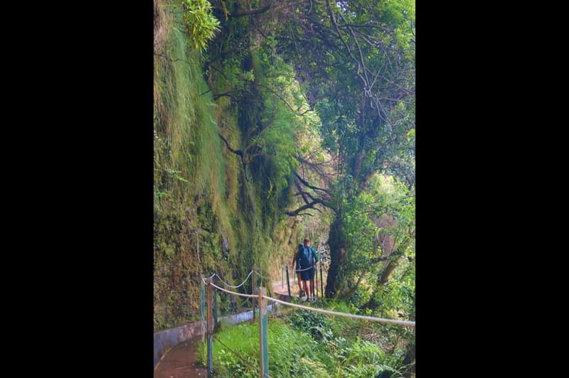 Madeira: Wet your hair in the amazing Levada Nova / Moinhos - Who This Tour Fits (and Who Should Choose Another Walk)